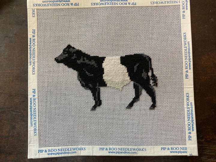 Belted Galloway