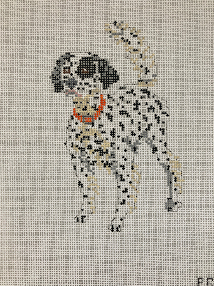 "Beau" English Setter