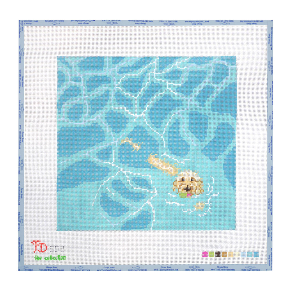 Labradoodle in Pool