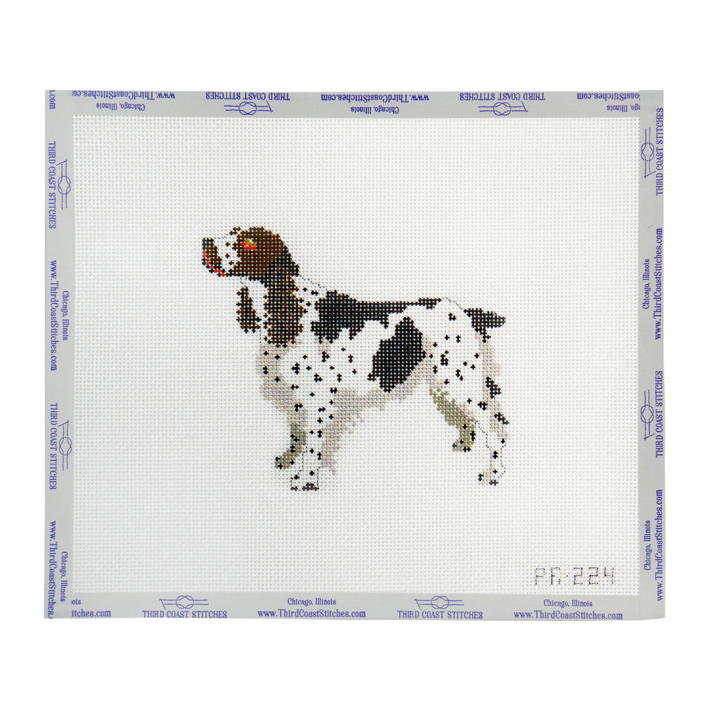 Springer Spaniel