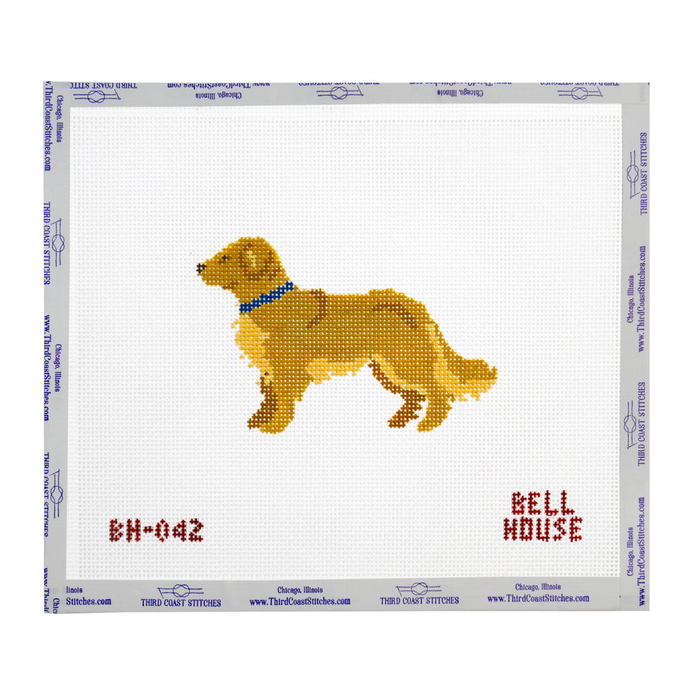 Golden Retriever with Blue Collar
