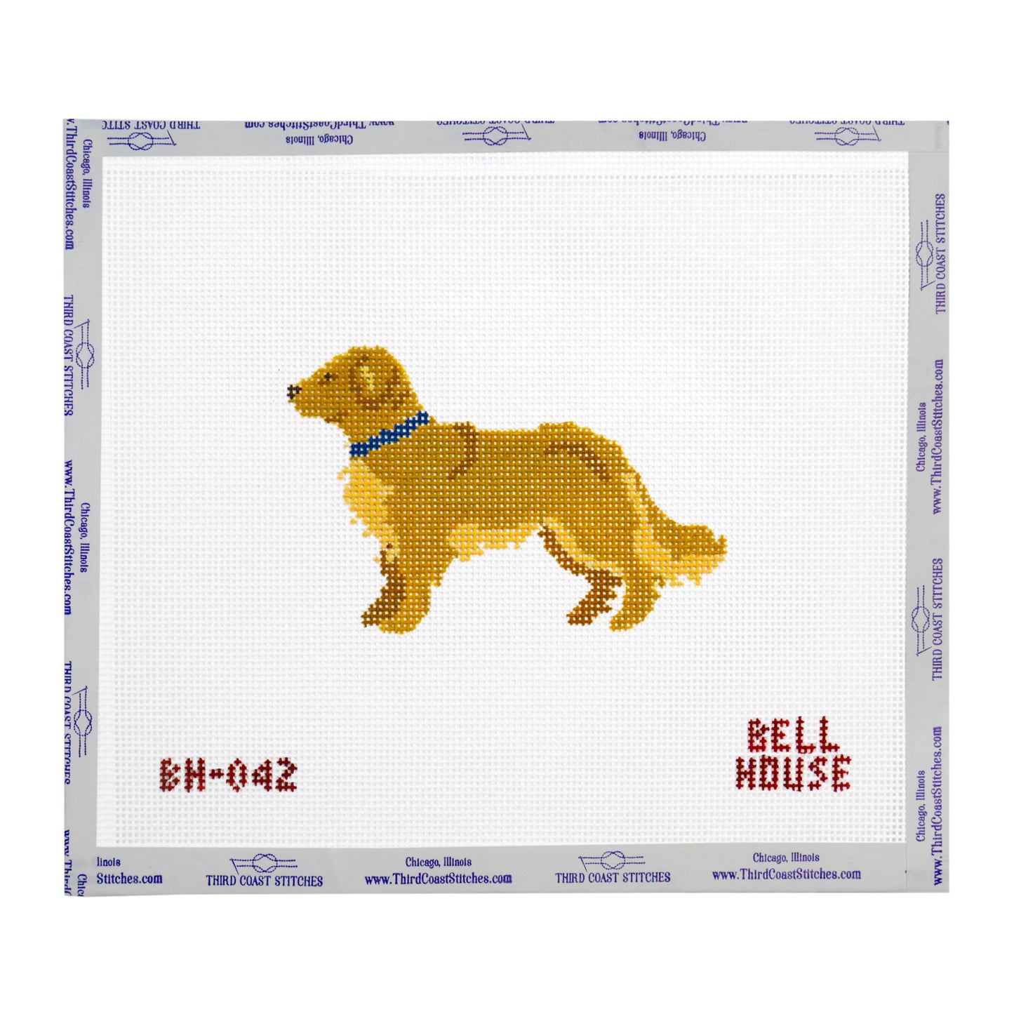 Golden Retriever with Blue Collar